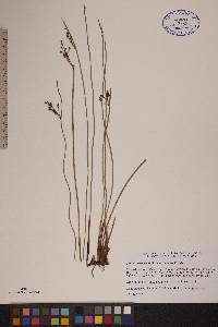 Juncus balticus subsp. balticus image