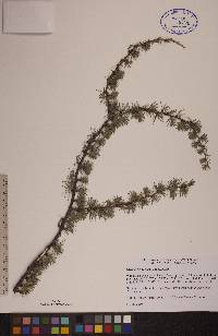 Larix laricina image