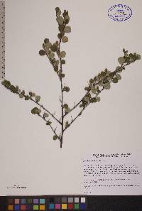 Betula glandulosa image