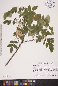 Rosa acicularis image