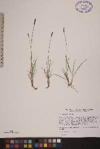 Carex scirpoidea image