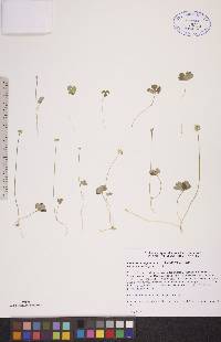 Coptidium lapponicum image