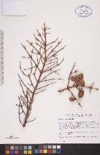 Picea mariana image