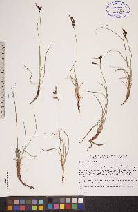 Carex rariflora image