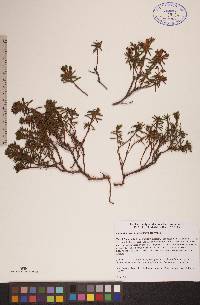 Rhododendron tomentosum image