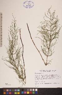 Equisetum sylvaticum image