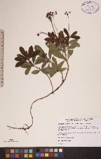 Chimaphila umbellata image