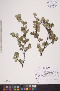 Betula glandulosa image