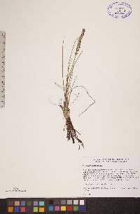 Triglochin maritima image