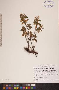 Rhododendron groenlandicum image