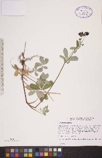Comarum palustre image
