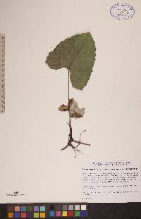 Petasites frigidus image