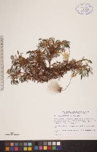 Dryas integrifolia subsp. integrifolia image