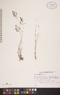 Poa arctica subsp. arctica image