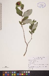 Lonicera dioica image