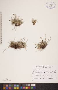 Carex glacialis image