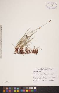 Carex scirpoidea image