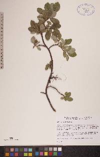 Salix arctophila image