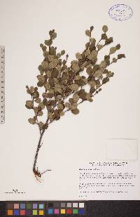 Betula glandulosa image