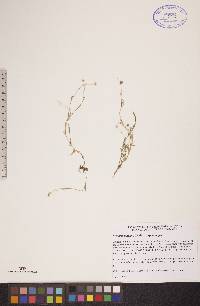 Stellaria longipes subsp. longipes image
