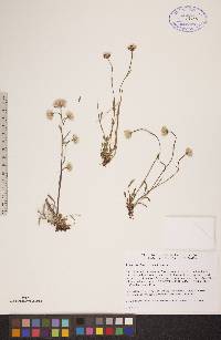 Erigeron elatus image