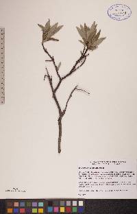 Salix arbusculoides image