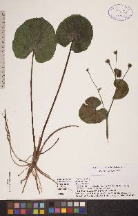 Caltha palustris image