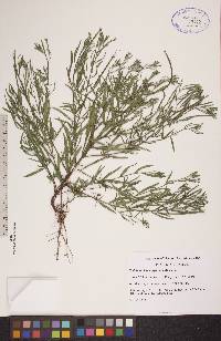 Epilobium leptophyllum image