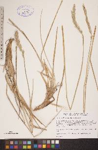 Leymus mollis subsp. mollis image