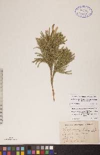 Dendrolycopodium hickeyi image