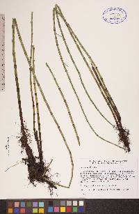 Equisetum fluviatile image