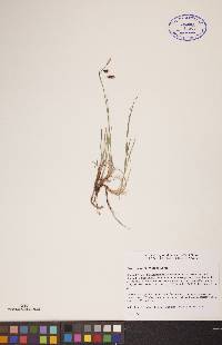 Carex rariflora image