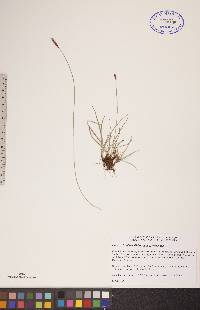 Carex scirpoidea image