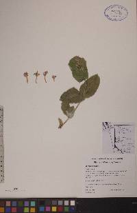 Lonicera dioica image