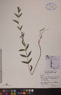 Scutellaria galericulata image