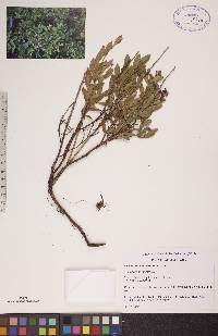 Vaccinium angustifolium image