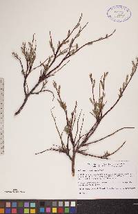 Salix arbusculoides image