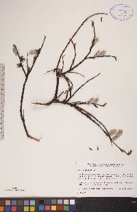 Salix planifolia image