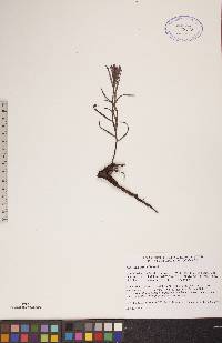 Castilleja raupii image