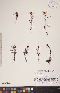Pedicularis lapponica image