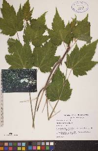 Acer spicatum image