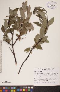 Salix planifolia image