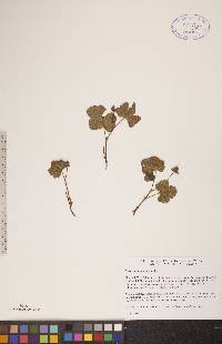 Rubus chamaemorus image
