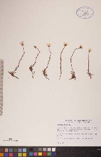 Saxifraga hirculus image