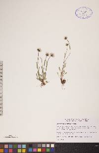 Erigeron elatus image