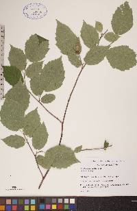 Corylus cornuta image