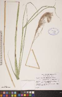 Phragmites australis image