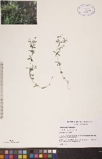 Galium labradoricum image