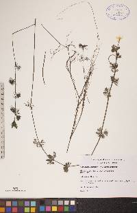 Ranunculus aquatilis var. diffusus image