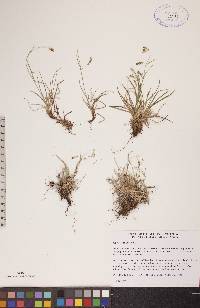 Carex capillaris image